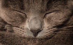 Desktop wallpaper. Cats. ID:57399