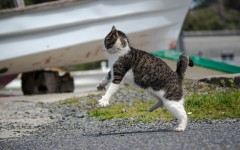Desktop wallpaper. Cats. ID:57400