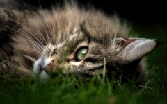 Desktop wallpaper. Cats. ID:57404