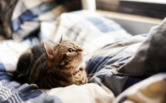 Desktop wallpaper. Cats. ID:57406