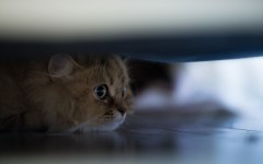 Desktop wallpaper. Cats. ID:57410