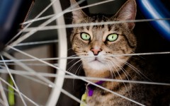 Desktop wallpaper. Cats. ID:57427