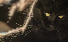 Desktop wallpaper. Cats. ID:57472
