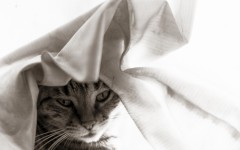 Desktop wallpaper. Cats. ID:57479