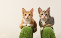 Desktop wallpaper. Cats. ID:57488
