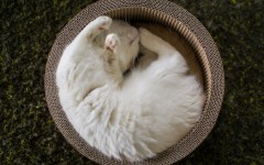 Desktop wallpaper. Cats. ID:57506