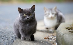 Desktop wallpaper. Cats. ID:57507
