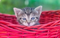 Desktop wallpaper. Cats. ID:61813