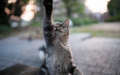 Desktop wallpaper. Cats. ID:61824