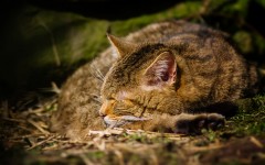 Desktop wallpaper. Cats. ID:61865