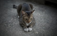 Desktop wallpaper. Cats. ID:61871