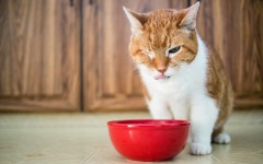 Desktop wallpaper. Cats. ID:61884