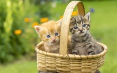 Desktop wallpaper. Cats. ID:61944