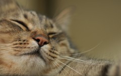 Desktop wallpaper. Cats. ID:61951