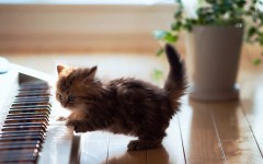 Desktop wallpaper. Cats. ID:61957