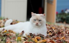 Desktop wallpaper. Cats. ID:61959