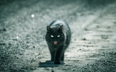 Desktop wallpaper. Cats. ID:61960