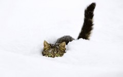 Desktop wallpaper. Cats. ID:61982