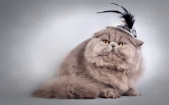 Desktop wallpaper. Cats. ID:62029