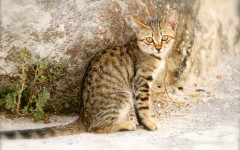 Desktop wallpaper. Cats. ID:62068