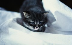 Desktop wallpaper. Cats. ID:62071