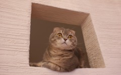 Desktop wallpaper. Cats. ID:62088