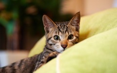 Desktop wallpaper. Cats. ID:62096