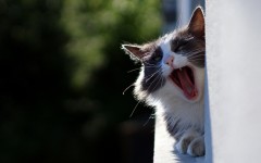 Desktop wallpaper. Cats. ID:62113