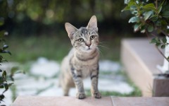 Desktop wallpaper. Cats. ID:62131