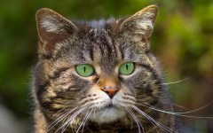 Desktop wallpaper. Cats. ID:62185