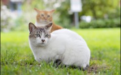 Desktop wallpaper. Cats. ID:62209