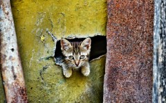 Desktop wallpaper. Cats. ID:62225
