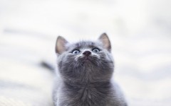 Desktop wallpaper. Cats. ID:62262