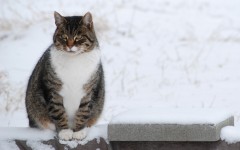 Desktop wallpaper. Cats. ID:62271