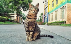 Desktop wallpaper. Cats. ID:62307