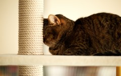 Desktop wallpaper. Cats. ID:62311