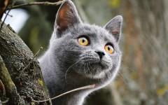 Desktop wallpaper. Cats. ID:62316