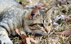 Desktop wallpaper. Cats. ID:62323