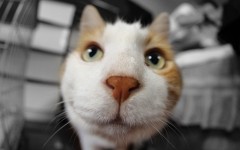 Desktop wallpaper. Cats. ID:62333