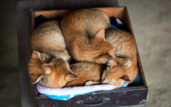 Desktop wallpaper. Cats. ID:62334