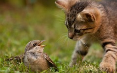 Desktop image. Cats. ID:62338