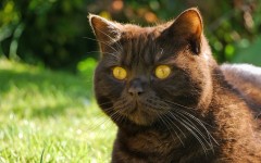 Desktop image. Cats. ID:62351
