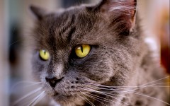 Desktop image. Cats. ID:62354