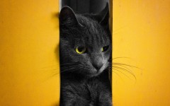 Desktop wallpaper. Cats. ID:62456