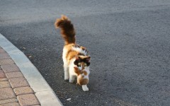Desktop wallpaper. Cats. ID:62468