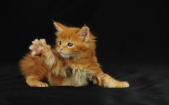 Desktop wallpaper. Cats. ID:62484
