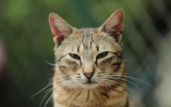 Desktop wallpaper. Cats. ID:62485