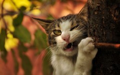 Desktop wallpaper. Cats. ID:62486