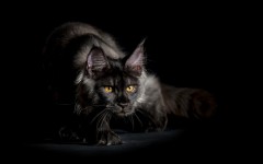 Desktop wallpaper. Cats. ID:62487