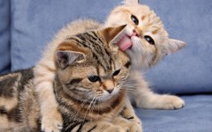 Desktop wallpaper. Cats. ID:62488